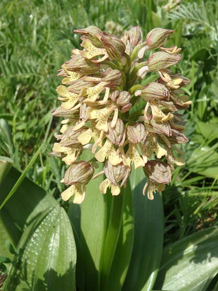 Orchis adenocheila \ Drüsenlippen-Knabenkraut, Aserbaidschan,  Lerik 29.4.2019 (Photo: Luc Segers)