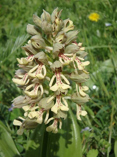 Orchis adenocheila \ Drüsenlippen-Knabenkraut / Glandular-Lip Orchid, Aserbaidschan/Azerbaijan,  Lerik 29.4.2019 (Photo: Luc Segers)