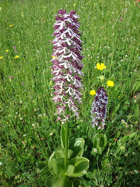 Orchis caucasica \ Kaukasisches Knabenkraut, Aserbaidschan,  Xanagah 3.5.2019 (Photo: Luc Segers)