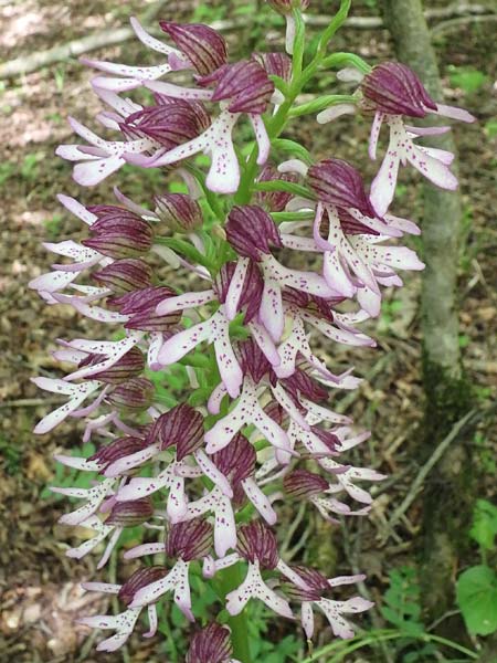 Orchis caucasica \ Kaukasisches Knabenkraut / Caucasian Orchid, Aserbaidschan/Azerbaijan,  Xanagah 3.5.2019 (Photo: Luc Segers)