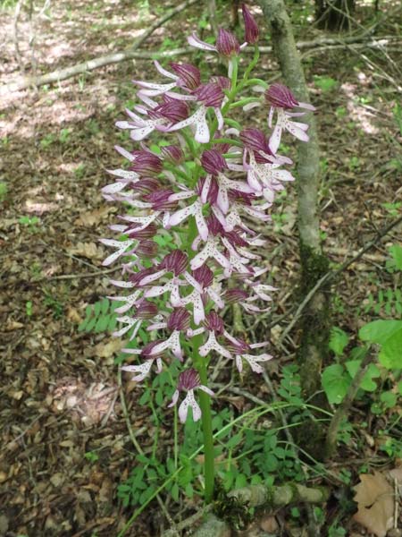 Orchis caucasica \ Kaukasisches Knabenkraut, Aserbaidschan,  Xanagah 3.5.2019 (Photo: Luc Segers)