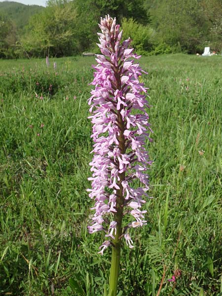 Orchis stevenii \ Stevens Knabenkraut / Steven's Orchid, Aserbaidschan/Azerbaijan,  Shaki 2.5.2019 (Photo: Luc Segers)