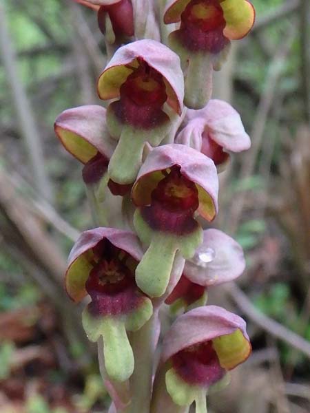 Steveniella satyrioides / Hooded Orchid, Azerbaijan,  Shaki 1.5.2019 (Photo: Luc Segers)