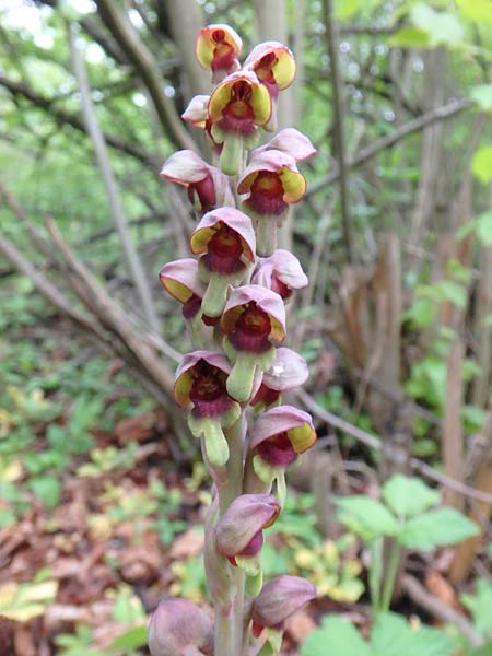 Steveniella satyrioides \ Kappenorchis / Hooded Orchid, Aserbaidschan/Azerbaijan,  Shaki 1.5.2019 (Photo: Luc Segers)