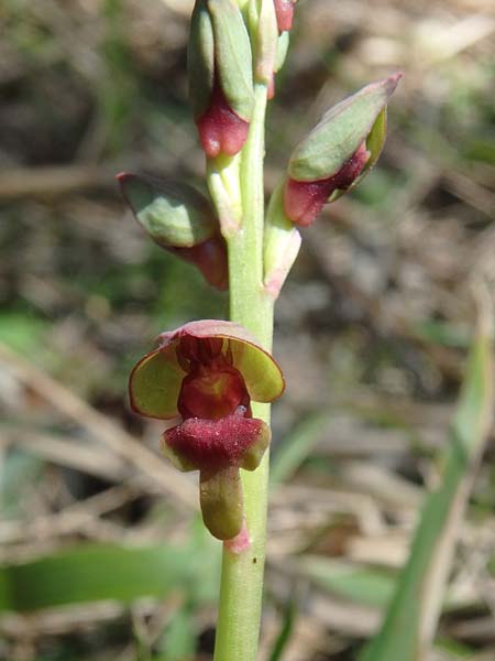 Steveniella satyrioides / Hooded Orchid, Azerbaijan,  Shaki 1.5.2019 (Photo: Luc Segers)