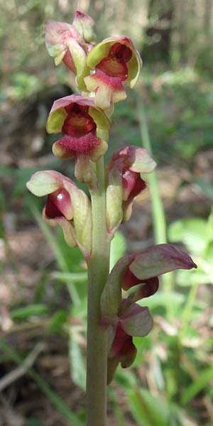 Steveniella satyrioides \ Kappenorchis / Hooded Orchid, Aserbaidschan/Azerbaijan,  Shaki 1.5.2019 (Photo: Luc Segers)