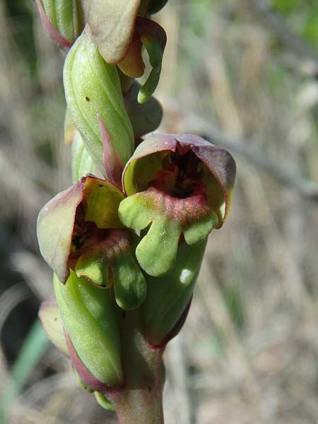 Steveniella satyrioides / Hooded Orchid, Azerbaijan,  Shaki 1.5.2019 (Photo: Luc Segers)