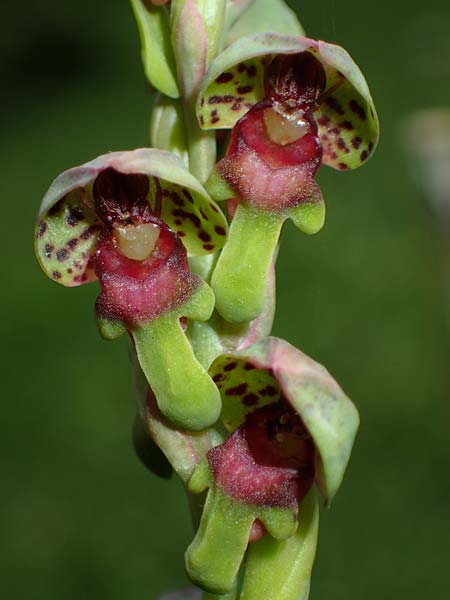 Steveniella satyrioides var. iranica \ Iran-Kappenorchis / Iran Hooded Orchid, Aserbaidschan/Azerbaijan,  Almu 30.4.2019 (Photo: Luc Segers)