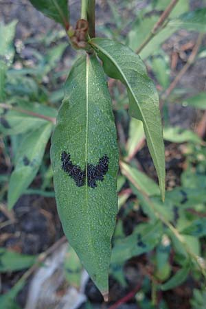 Persicaria lapathifolia \ Ampfer-Knöterich / Pale Persicaria, B Moresnet 21.8.2022