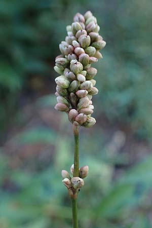 Persicaria lapathifolia \ Ampfer-Knterich, B Moresnet 21.8.2022