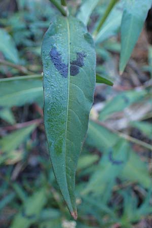 Persicaria lapathifolia / Pale Persicaria, B Moresnet 21.8.2022