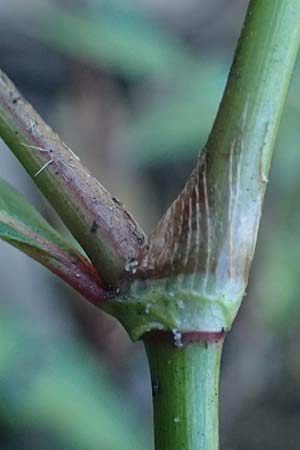 Persicaria lapathifolia \ Ampfer-Knterich, B Moresnet 21.8.2022