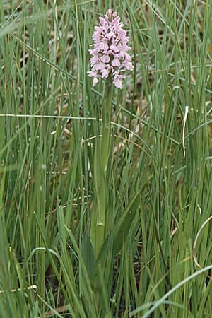 Dactylorhiza sphagnicola \ Torfmoos-Fingerwurz, Torfmoos-Knabenkraut, B  Brackvenn 11.6.2000 