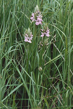 Dactylorhiza sphagnicola \ Torfmoos-Fingerwurz, Torfmoos-Knabenkraut, B  Brackvenn 11.6.2000 