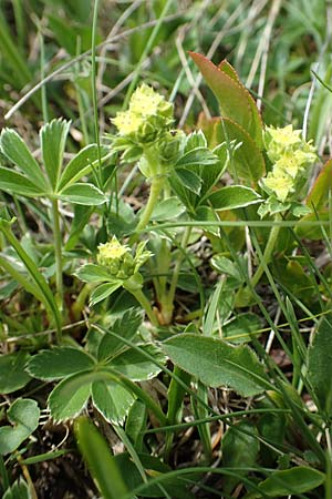 Alchemilla alpina \ Alpen-Frauenmantel, CH Gotthard 12.6.2017