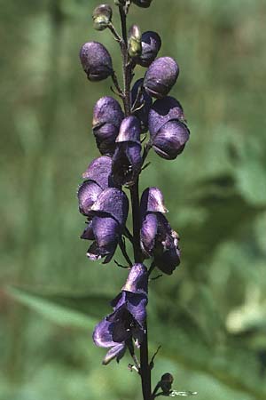 Aconitum napellus s.l. \ Blauer Eisenhut / Monk's-Hood, CH Jaun-Pass 18.8.1984