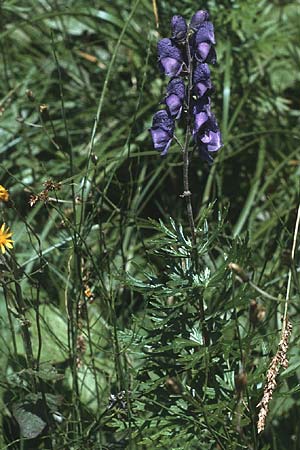 Aconitum napellus s.l. \ Blauer Eisenhut / Monk's-Hood, CH Jaun-Pass 18.8.1984