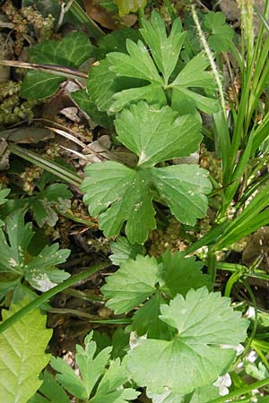 Ranunculus alsaticus / Alsacian Goldilocks, CH Biel-Benken 13.4.2011