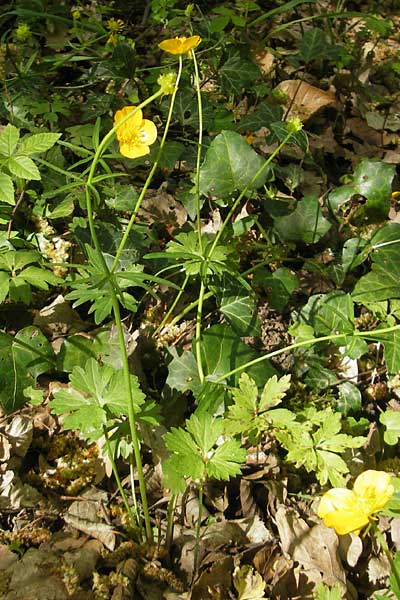 Ranunculus alsaticus / Alsacian Goldilocks, CH Biel-Benken 13.4.2011