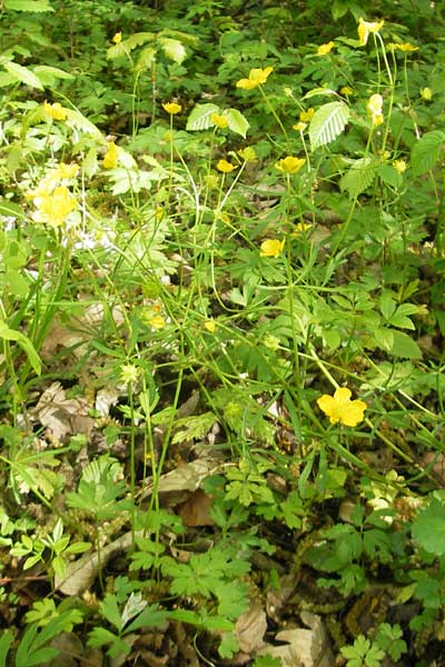 Ranunculus alsaticus / Alsacian Goldilocks, CH Biel-Benken 13.4.2011