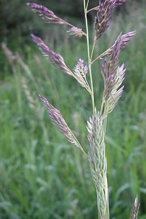 Phalaris arundinacea \ Rohr-Glanzgras / Red Canary Grass, CH Airolo 26.6.2010