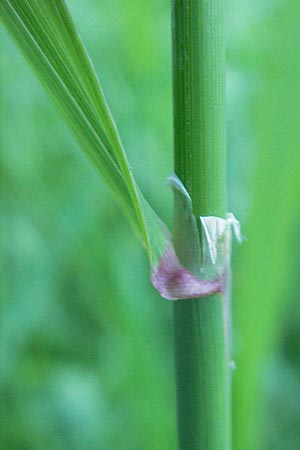 Phalaris arundinacea \ Rohr-Glanzgras / Red Canary Grass, CH Airolo 26.6.2010