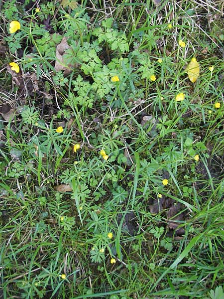 Ranunculus argoviensis / Aargau Goldilocks, CH Basel 13.4.2011