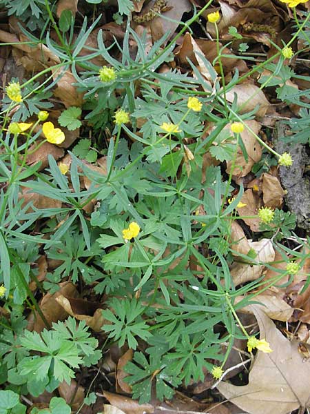 Ranunculus argoviensis / Aargau Goldilocks, CH Basel 13.4.2011