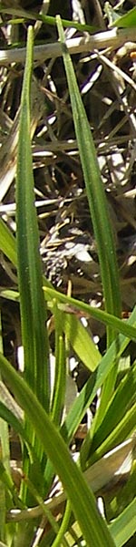 Carex caryophyllea \ Frhlings-Segge, CH Gotthard 5.6.2010