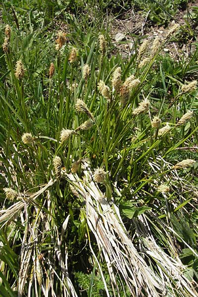 Carex ferruginea \ Rost-Segge / Rusty Sedge, CH Gotthard 5.6.2010