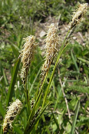 Carex ferruginea \ Rost-Segge / Rusty Sedge, CH Gotthard 5.6.2010