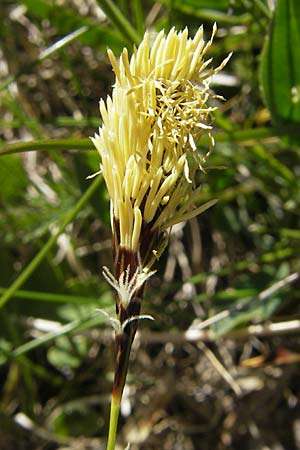 Carex caryophyllea \ Frhlings-Segge / Spring Sedge, CH Gotthard 5.6.2010