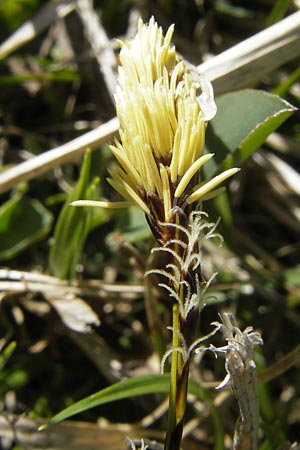 Carex caryophyllea \ Frhlings-Segge / Spring Sedge, CH Gotthard 5.6.2010