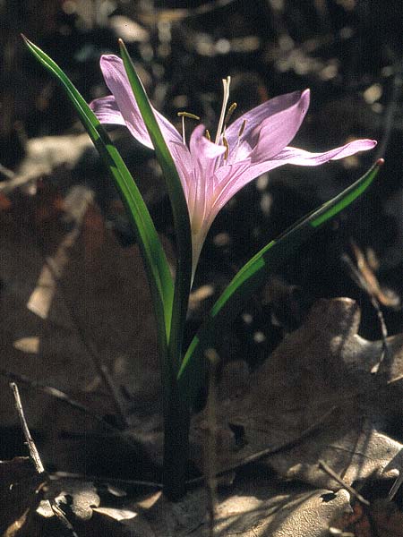 Colchicum bulbocodium \ Frhlings-Lichtblume, CH Wallis, Fully 31.5.2000 (Photo: Eugen Schaub)