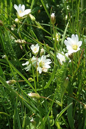 Cerastium arvense subsp. strictum \ Steifes Acker-Hornkraut, CH Gotthard 12.6.2017