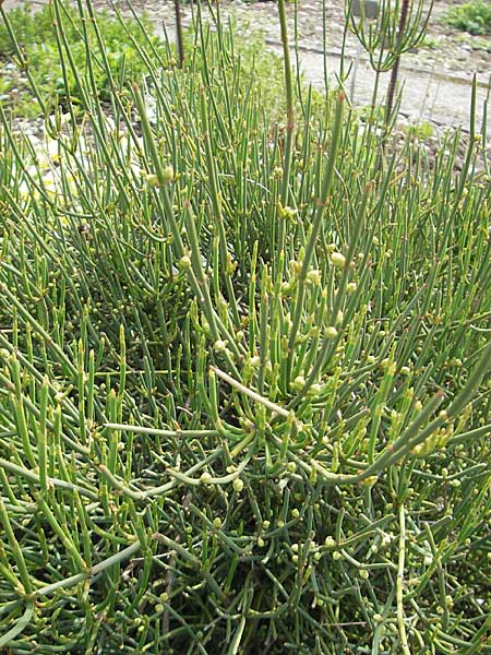 Ephedra helvetica \ Schweizer Meertrubel / Swiss Joint Pine, CH Basel, Bot. Gar. Brügglingen 13.4.2011