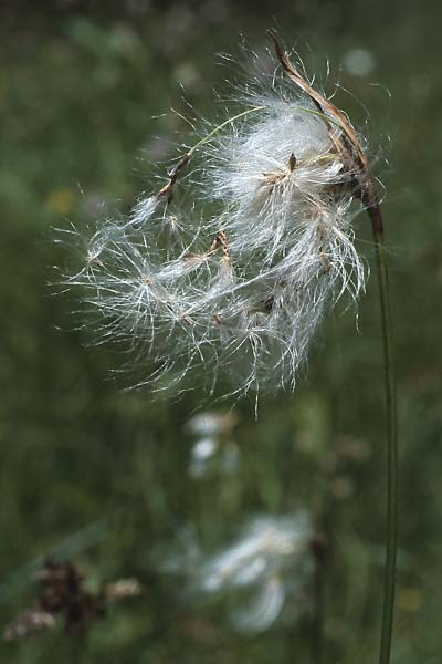 Eriophorum angustifolium \ Schmalblttriges Wollgras, CH Jaun-Pass 18.8.1984