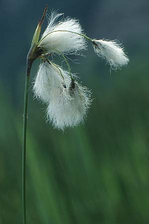 Eriophorum angustifolium / Common Cotton Grass, Liechtenstein  21.6.1991