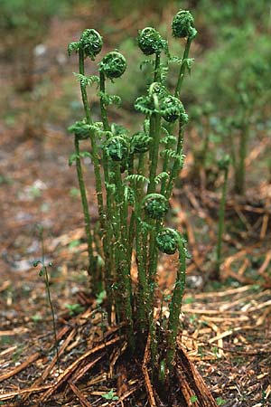 Dryopteris filix-mas \ Gewhnlicher Wurmfarn, Mnner-Farn / Male Fern, CH Jaun-Pass 24.6.1984