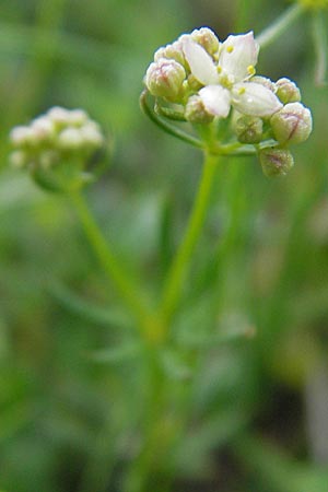 Galium anisophyllon / Alpine Bedstraw, CH Gotthard 25.6.2010