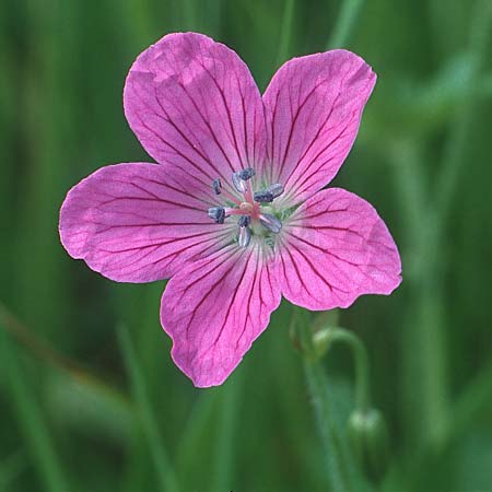 Geranium sanguineum / Bloody Crane's-Bill, Liechtenstein  21.6.1991