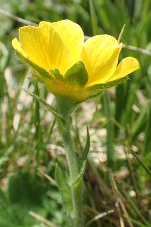 Geum montanum \ Berg-Nelkenwurz, CH Gotthard 12.6.2017