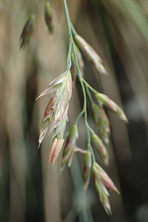 Festuca scabriculmis subsp. luedii \ Ldis Schwingel, CH Gotthard 4.6.2017