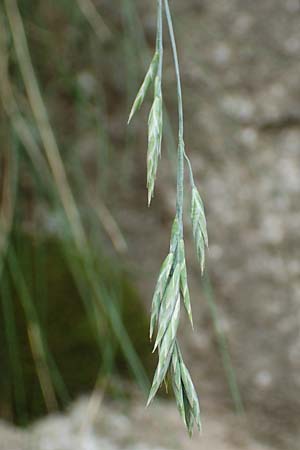 Festuca scabriculmis subsp. luedii \ Ldis Schwingel / Luedi's Fescue, CH Gotthard 4.6.2017