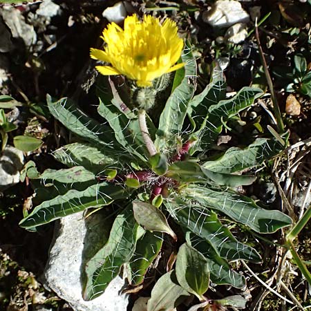 Hieracium alpinum \ Alpen-Habichtskraut / Alpine Hawkweed, CH Gotthard 25.9.2023