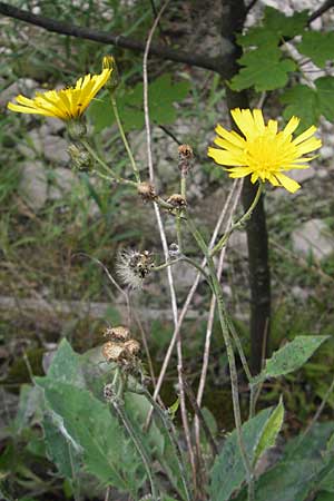 Hieracium glaucinum \ Frhblhendes Habichtskraut / Early Hawkweed, CH Baden 7.6.2011