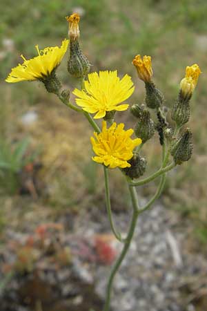 Hieracium piloselloides \ Florentiner Habichtskraut, CH Baden 9.6.2011