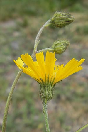 Hieracium lachenalii \ Gewhnliches Habichtskraut, CH Baden 7.6.2011