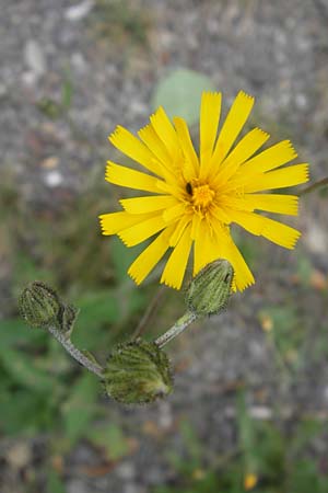 Hieracium lachenalii \ Gewhnliches Habichtskraut / Lachenal's Hawkweed, CH Baden 7.6.2011