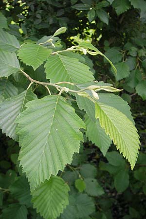 Corylus avellana \ Haselnuss, CH Stein am Rhein 14.6.2011